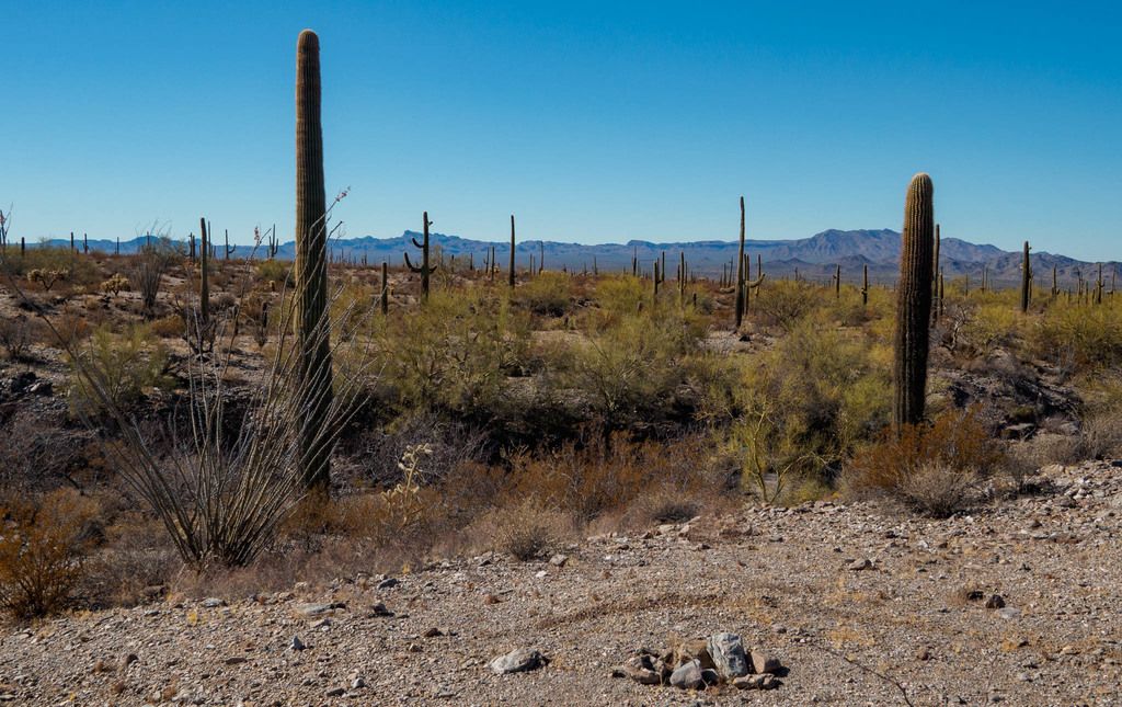 Sonoran Desert
