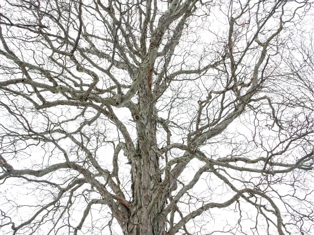 trees-hickories (4).jpg