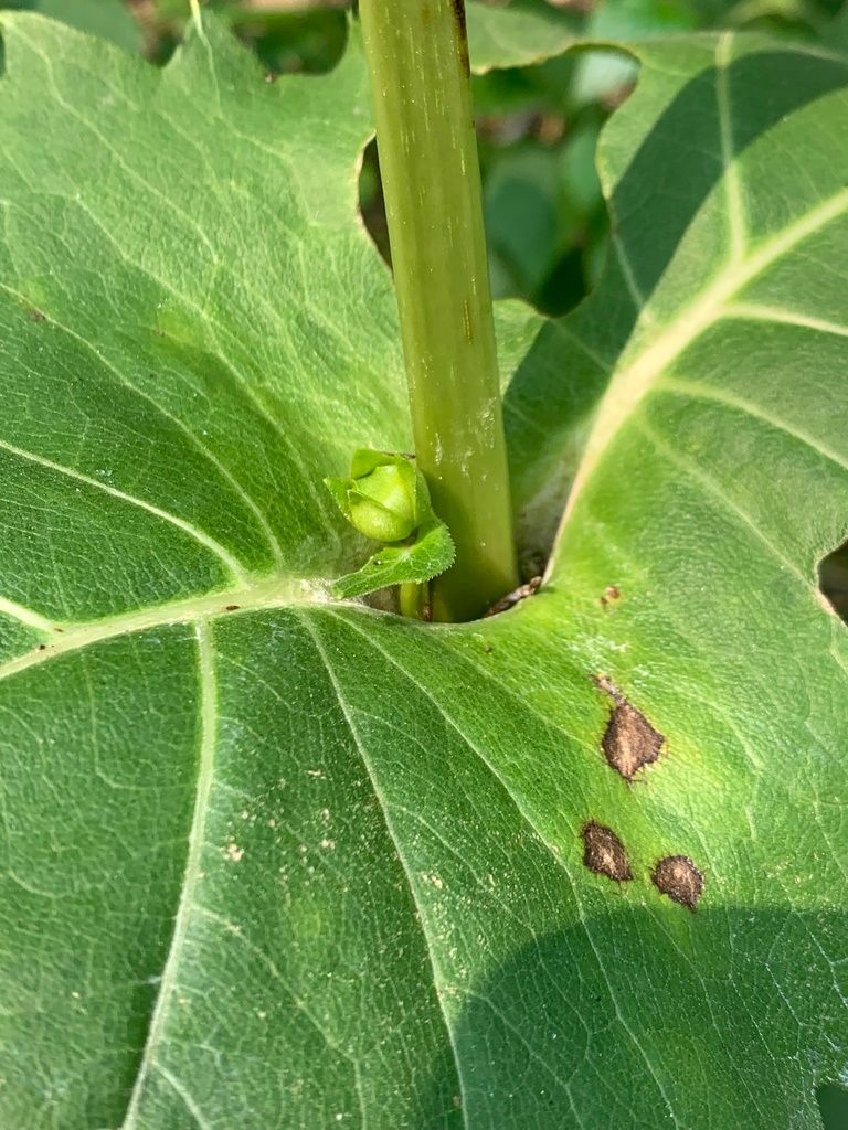 Wild sunflowers’ relatives (Silphium)