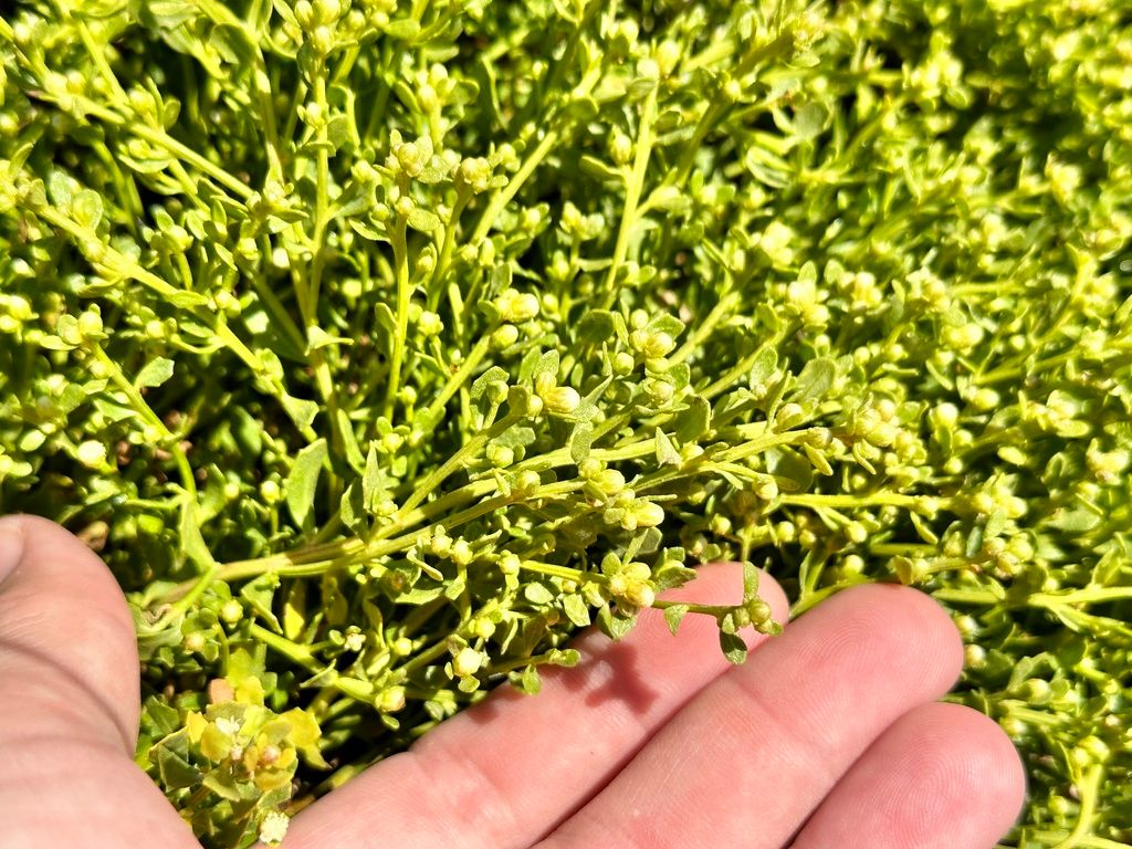 Desert broom (Baccharis spp.)