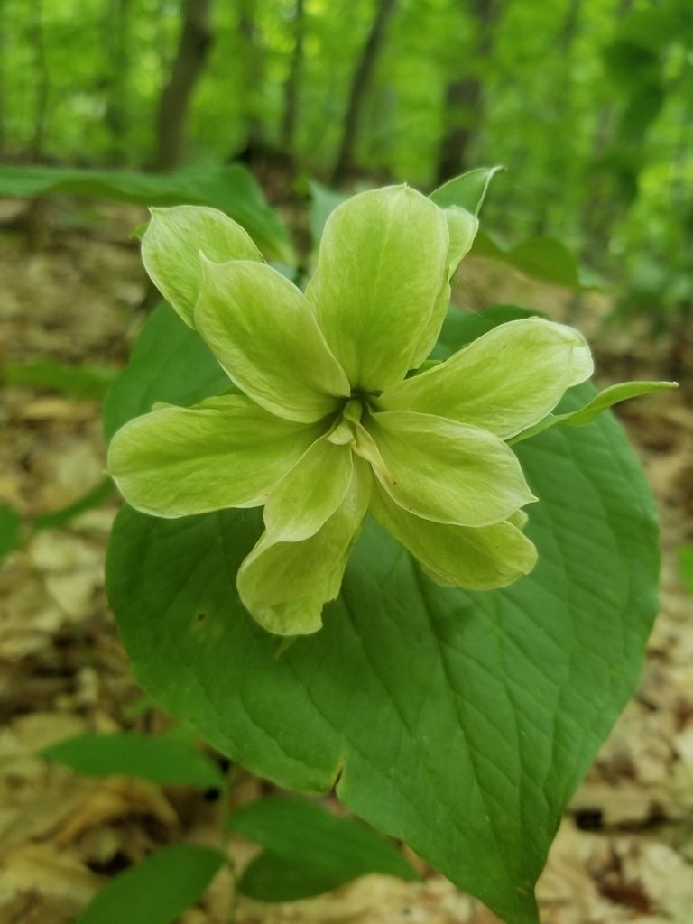 Trilliums (Trillium spp.)