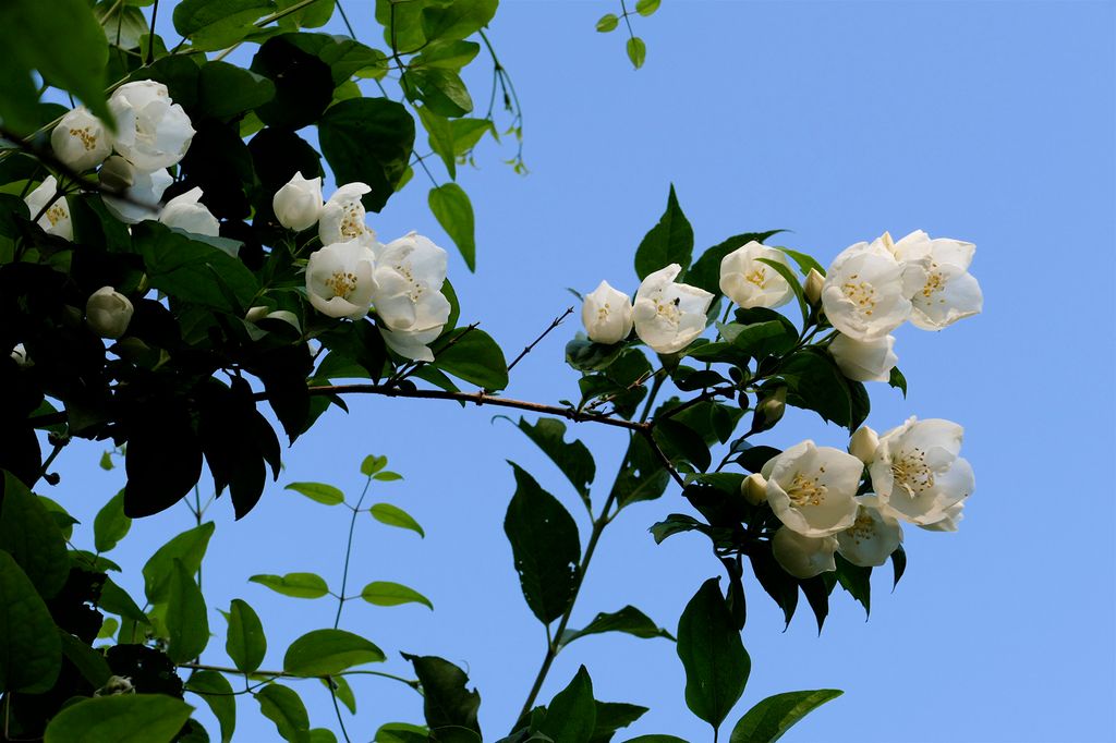 Mock oranges (Philadelphus spp.)
