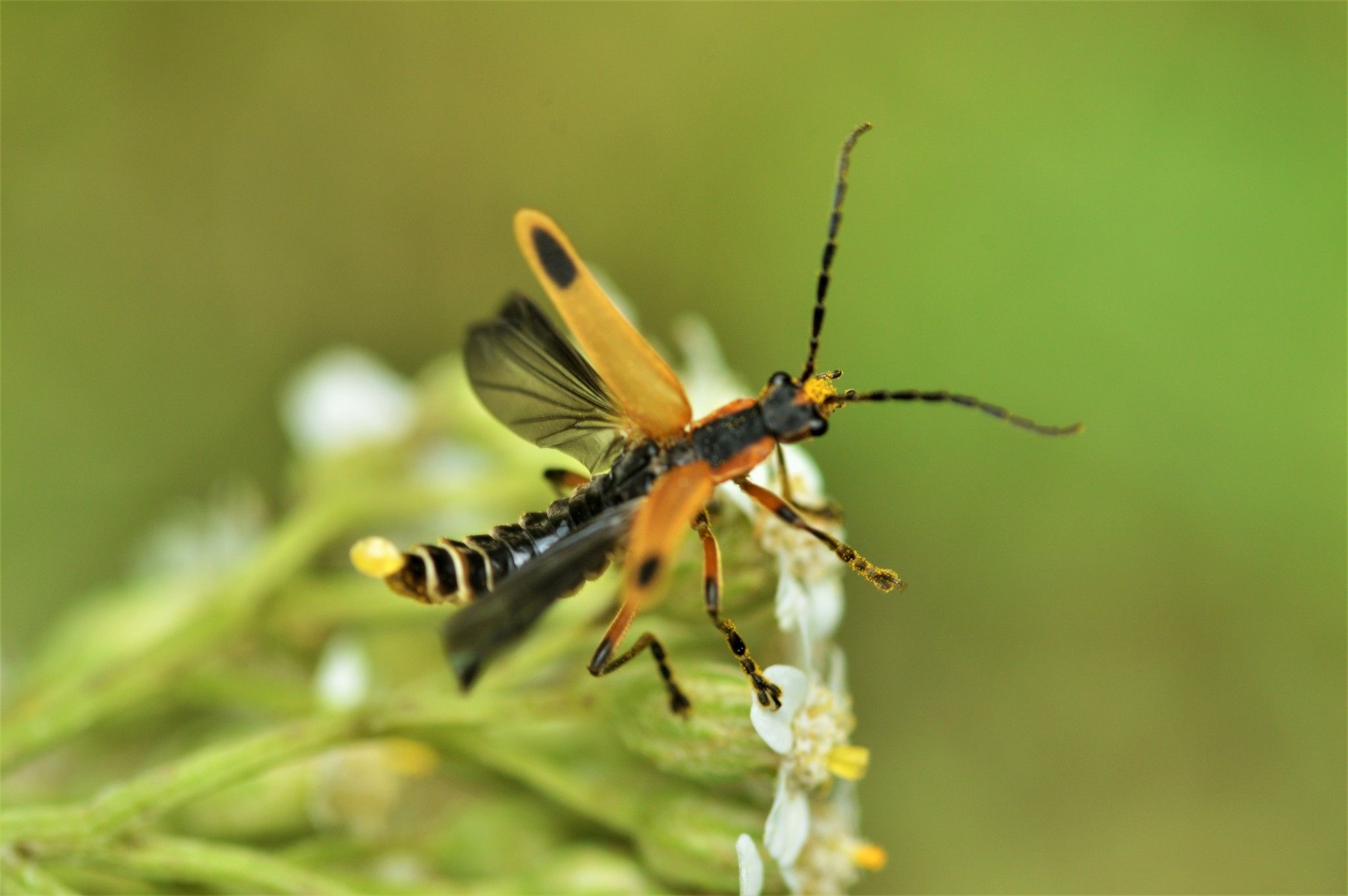Soldier beetles (Family Cantharidae)
