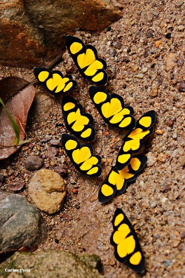 Geometer moths (Family Geometridae)