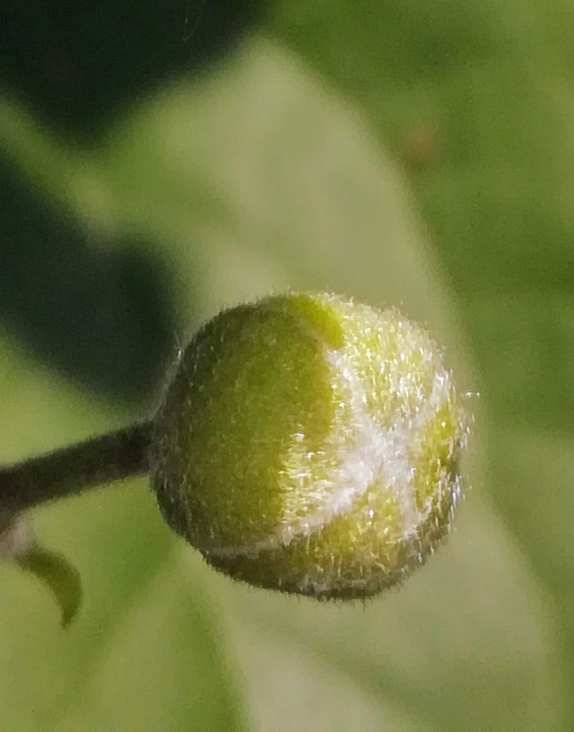 Clematis (native) (Clematis (native species))