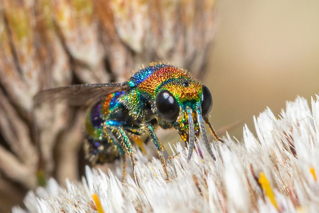 Cuckoo wasps (Family Chrysididae)