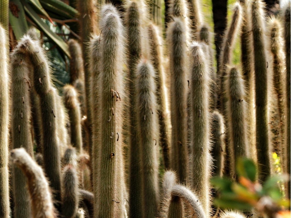 cacti-and-succulents-columnar-cacti-mexico-sw (2).jpg