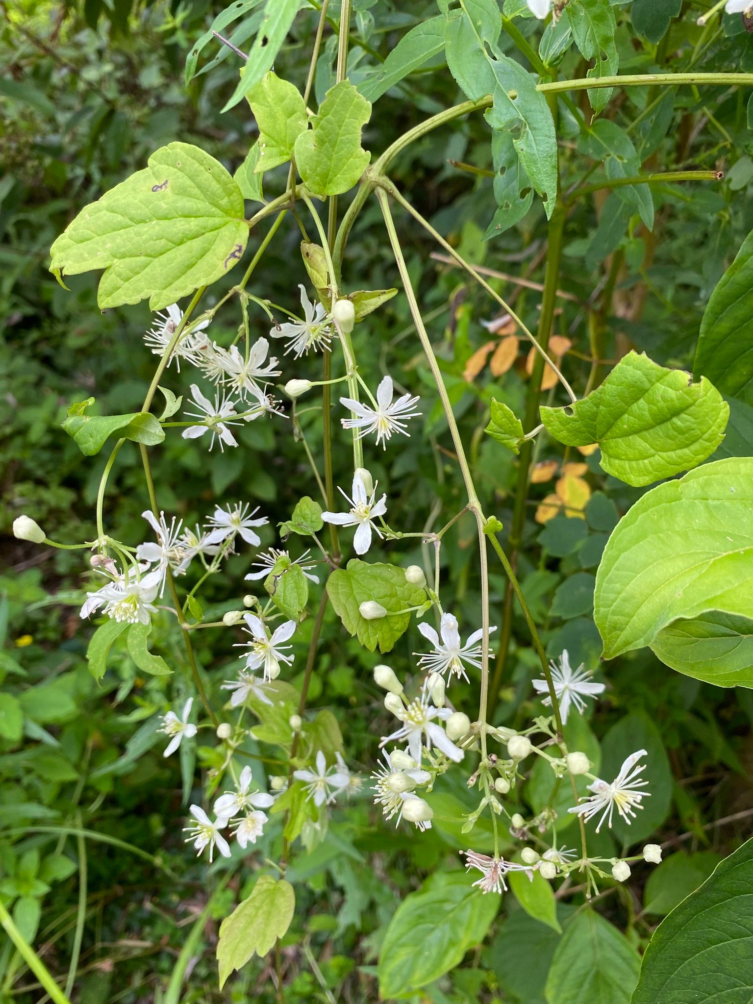Clematis (*Clematis* (native species))