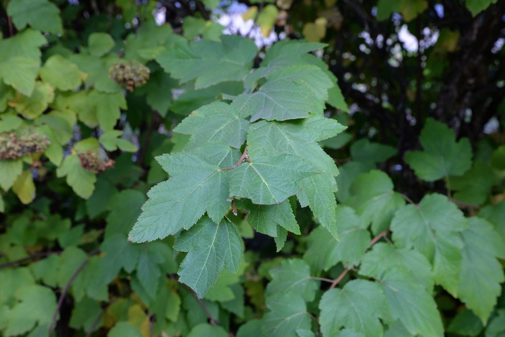 Ninebark (Physocarpus spp.)
