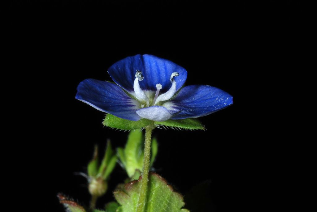 Speedwells (Veronica (native species))