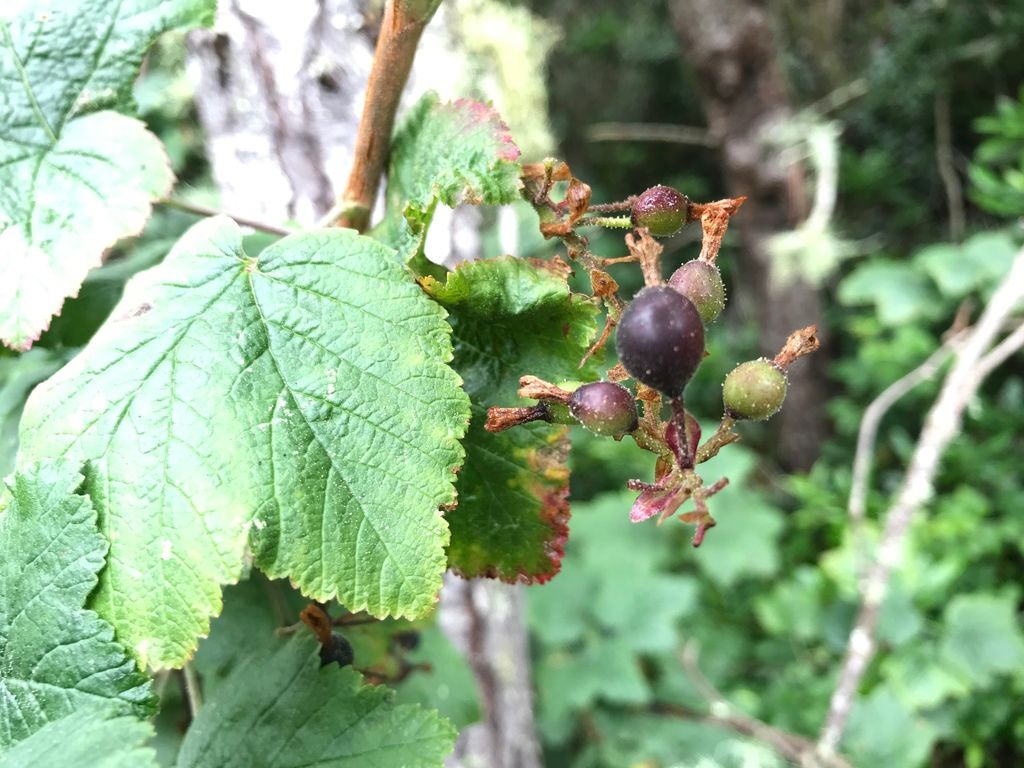 Currants & gooseberries (*Ribes* spp.)