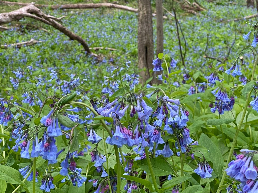 Bluebells (Mertensia spp.)