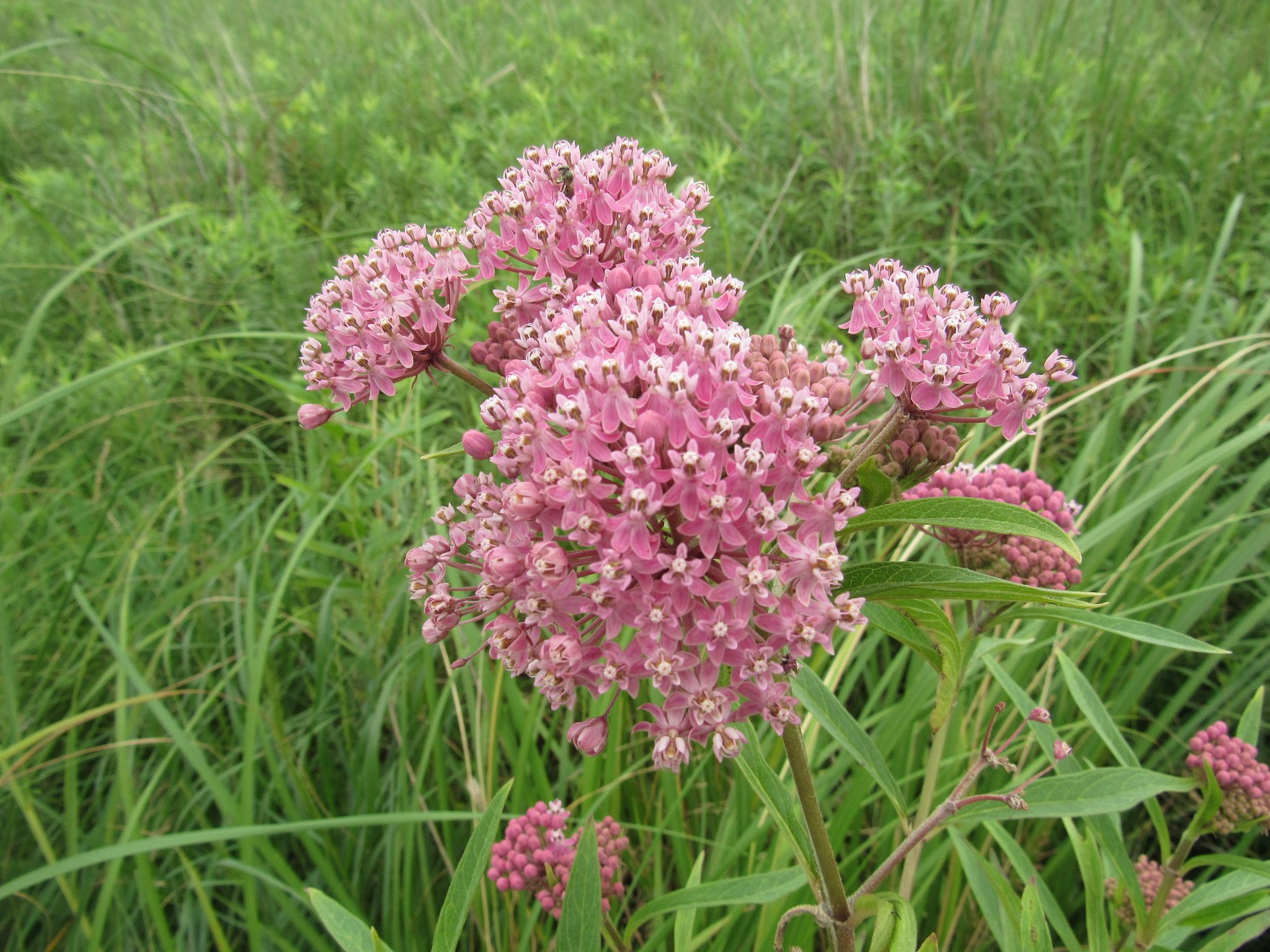 Milkweed relatives in wetlands (*Asclepias* (wetland species))