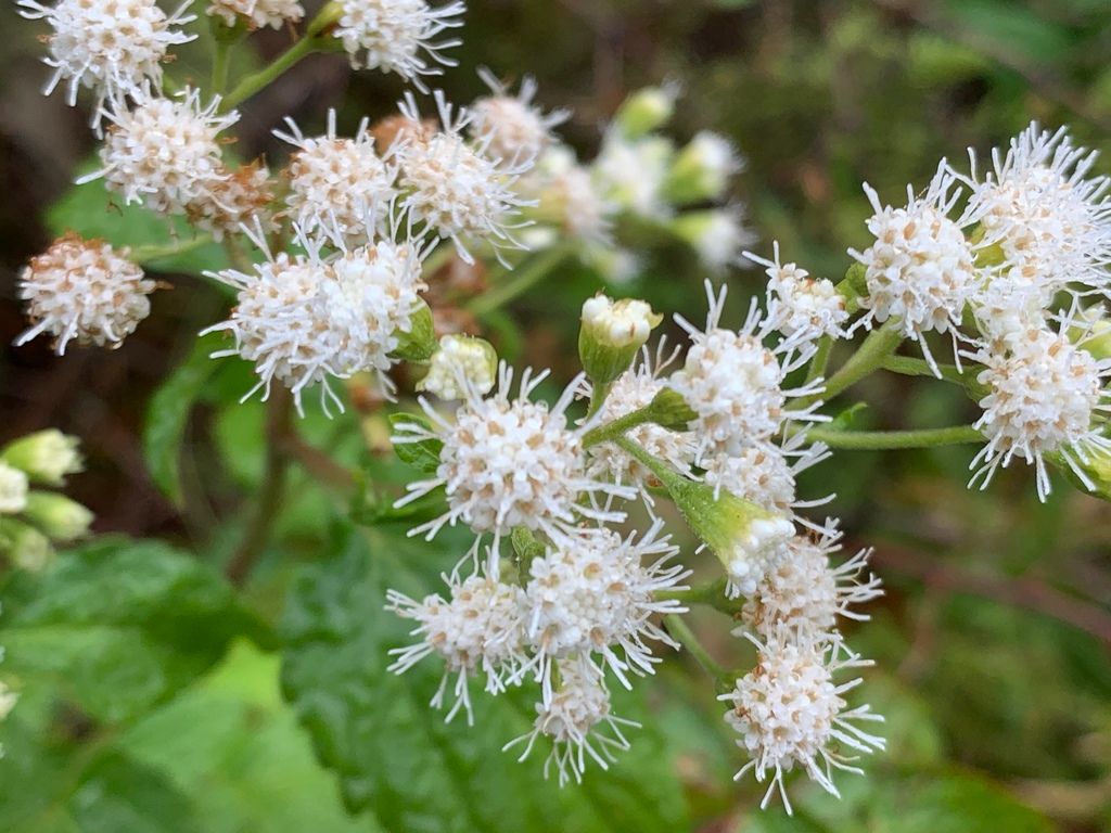 Bonesets & thoroughworts (*Eupatorium* spp. (and close relatives))