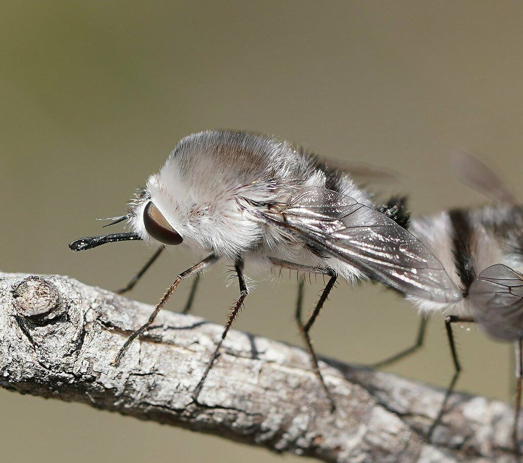 Bee flies (Family Bombyliidae)