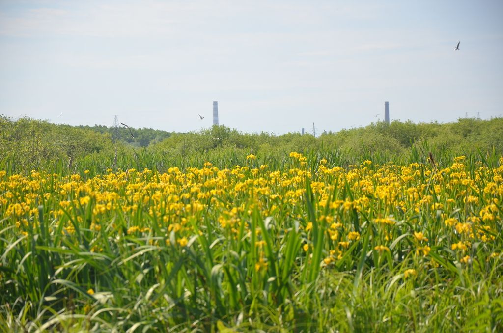 Irises (Iris (native species))