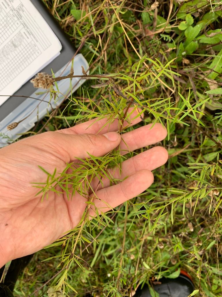 Mountain mints (Pycnanthemum (genus))