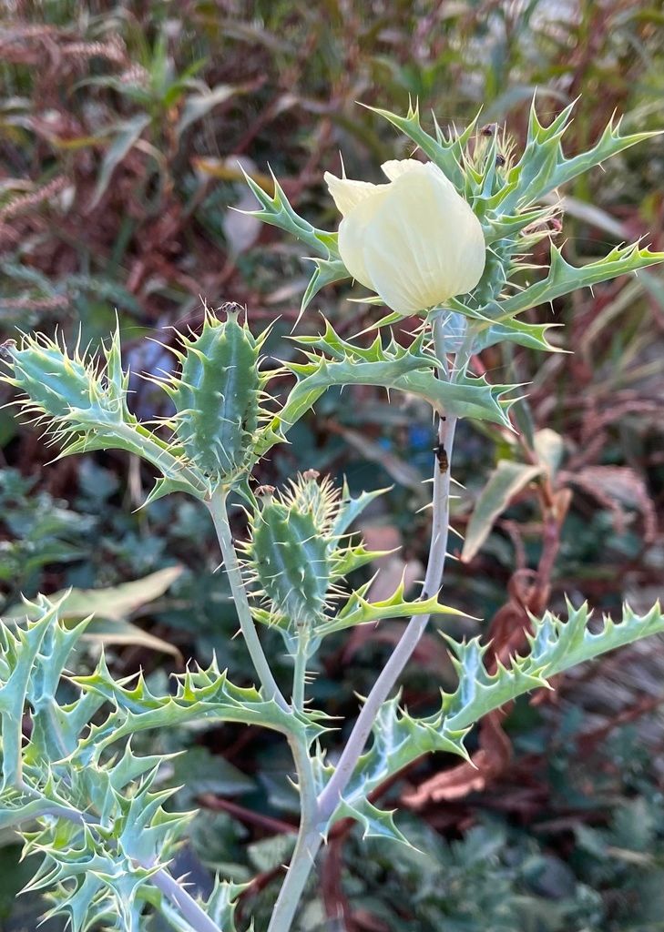 Prickly poppies (Argemone spp.)