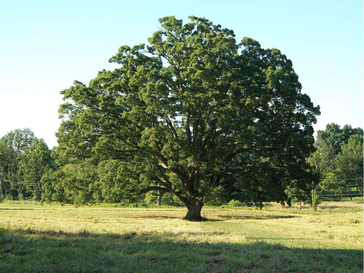 F_trees-oaks.jpg