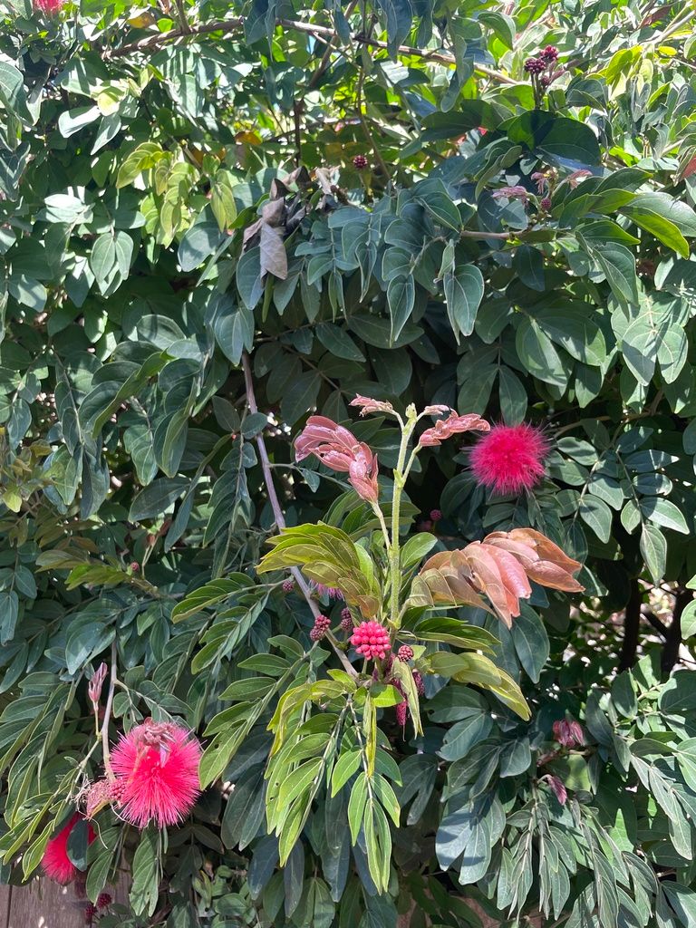 Wild lilacs (Calliandra spp.)