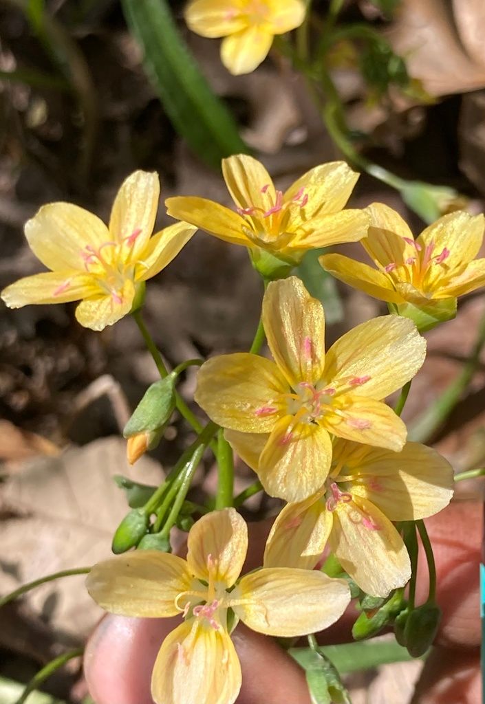 Spring beauties (Claytonia (genus))
