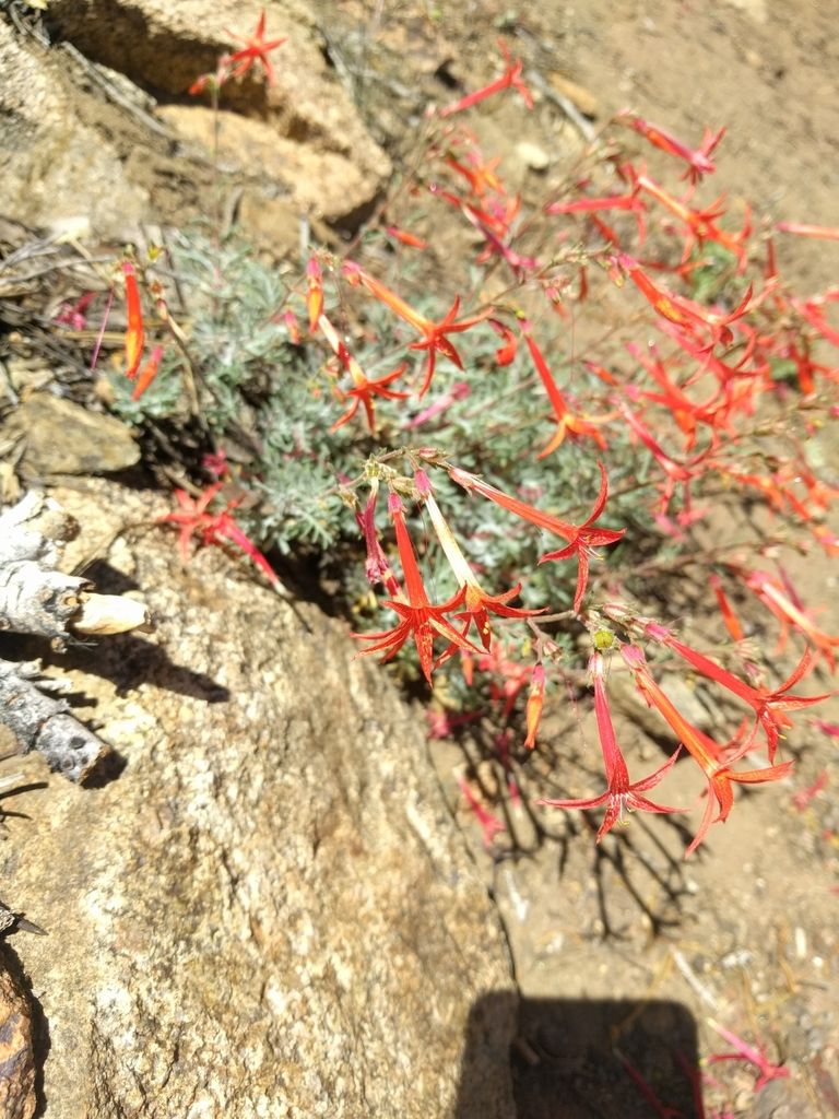 Ipomopsis (Ipomopsis spp.)