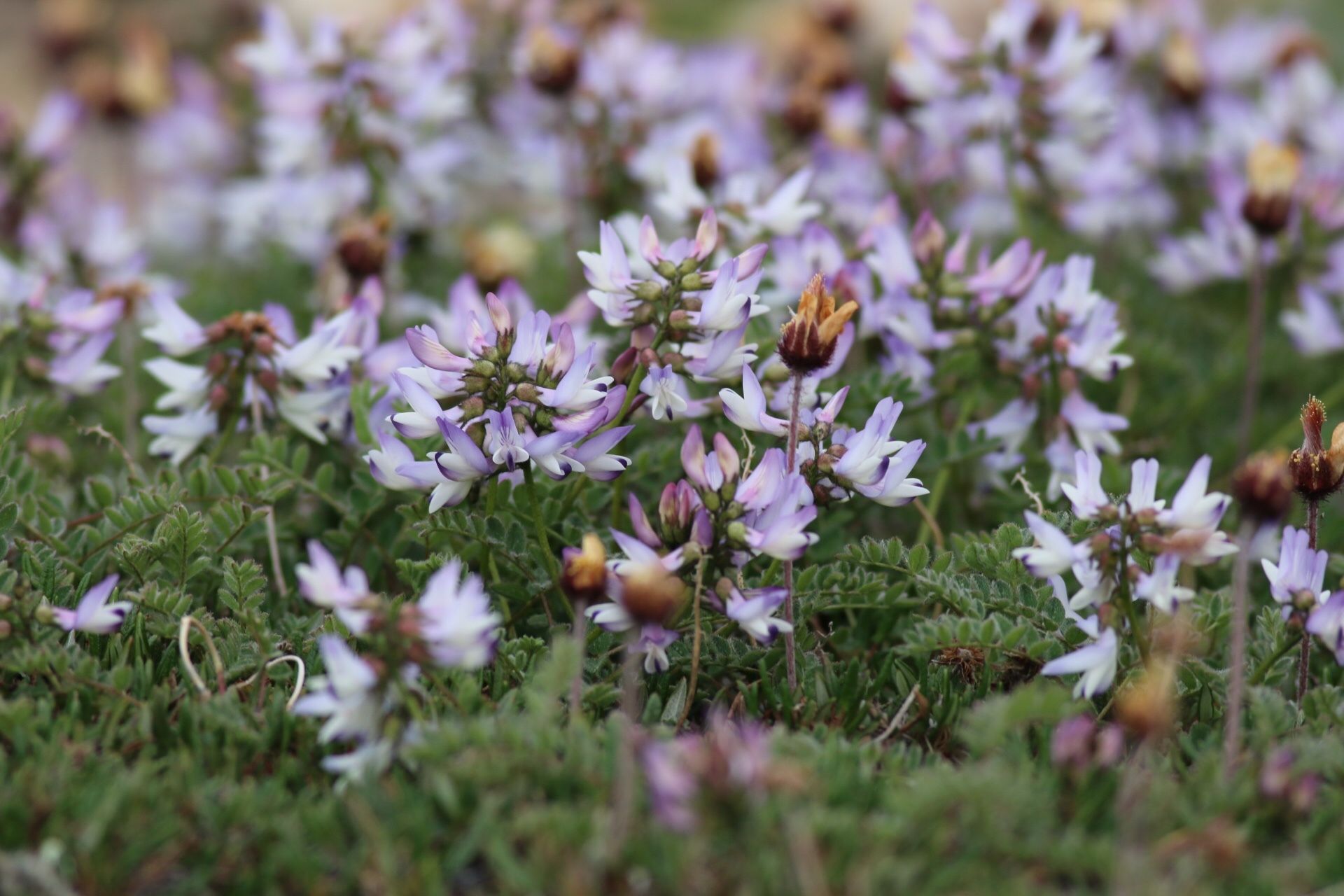 Milkvetches (*Astragalus* spp.)