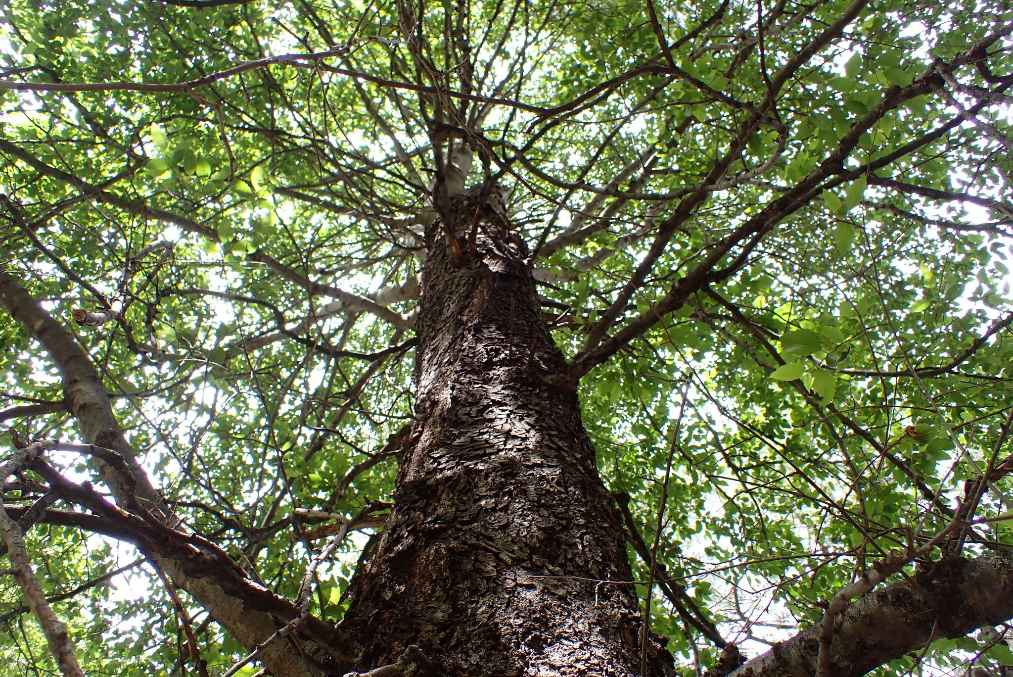 Alders (*Alnus* spp.)