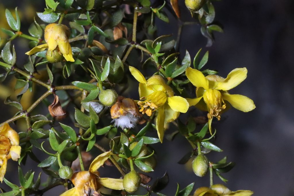 Creosote bush (Larrea spp.)