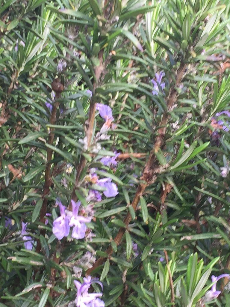 Sages (*Salvia* spp.)