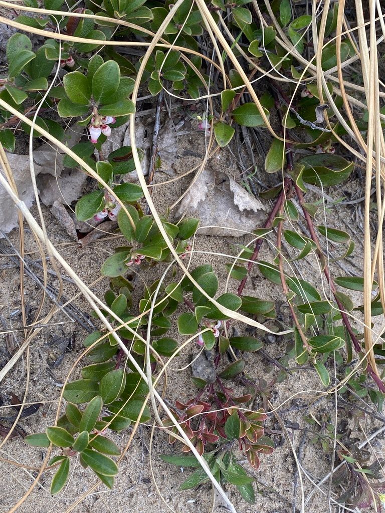 Kinnikinnick (Arctostaphylos spp.)