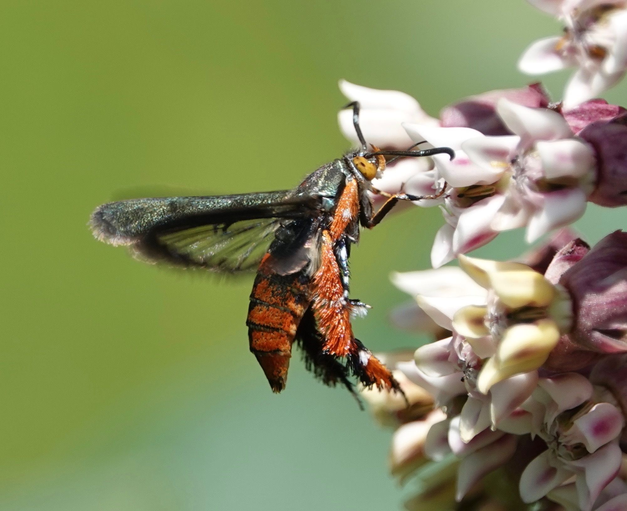Clearwing moths (Family Sesiidae)