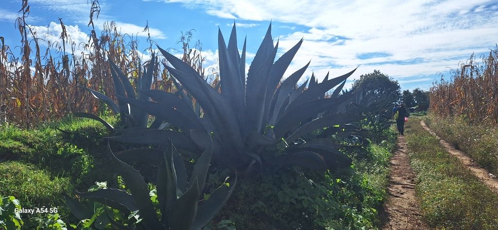 Agaves (Agave (genus))