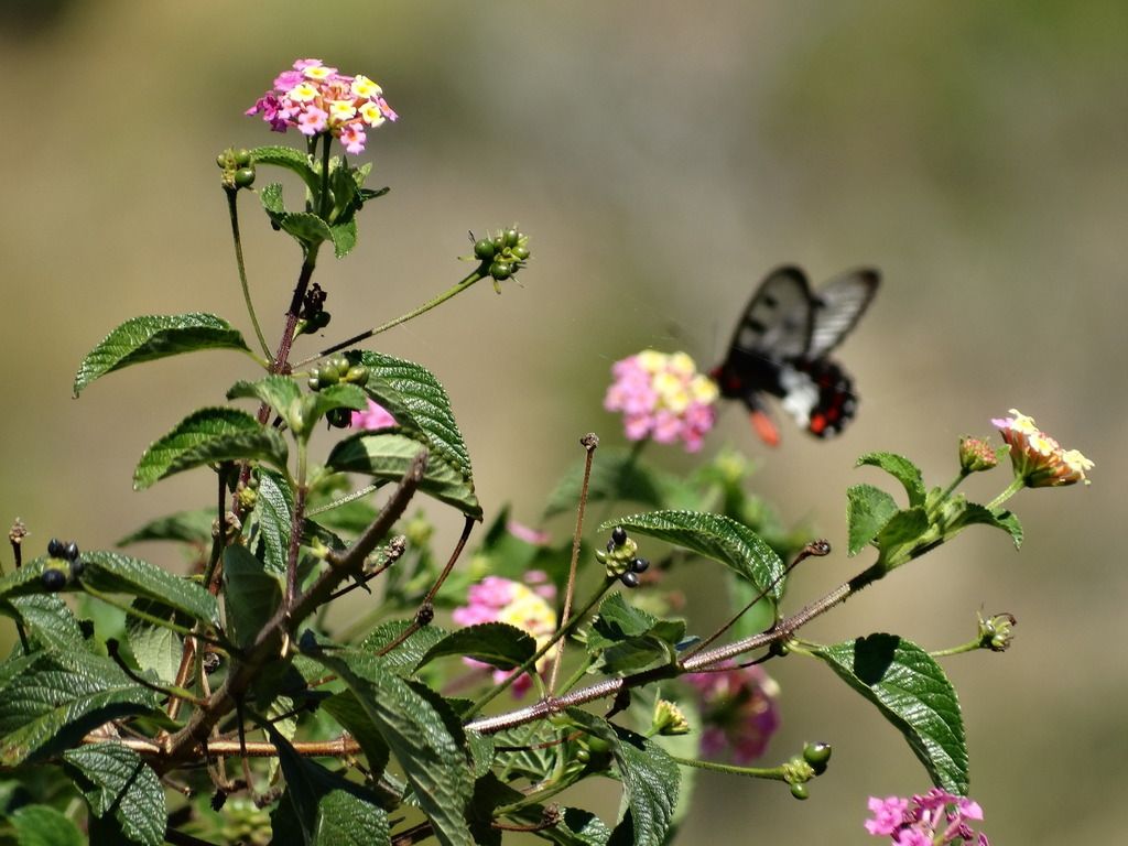 Lantanas (Lantana spp.)