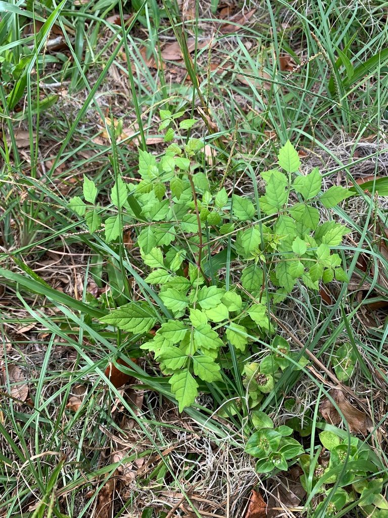 Trumpet creepers (Campsis (genus))
