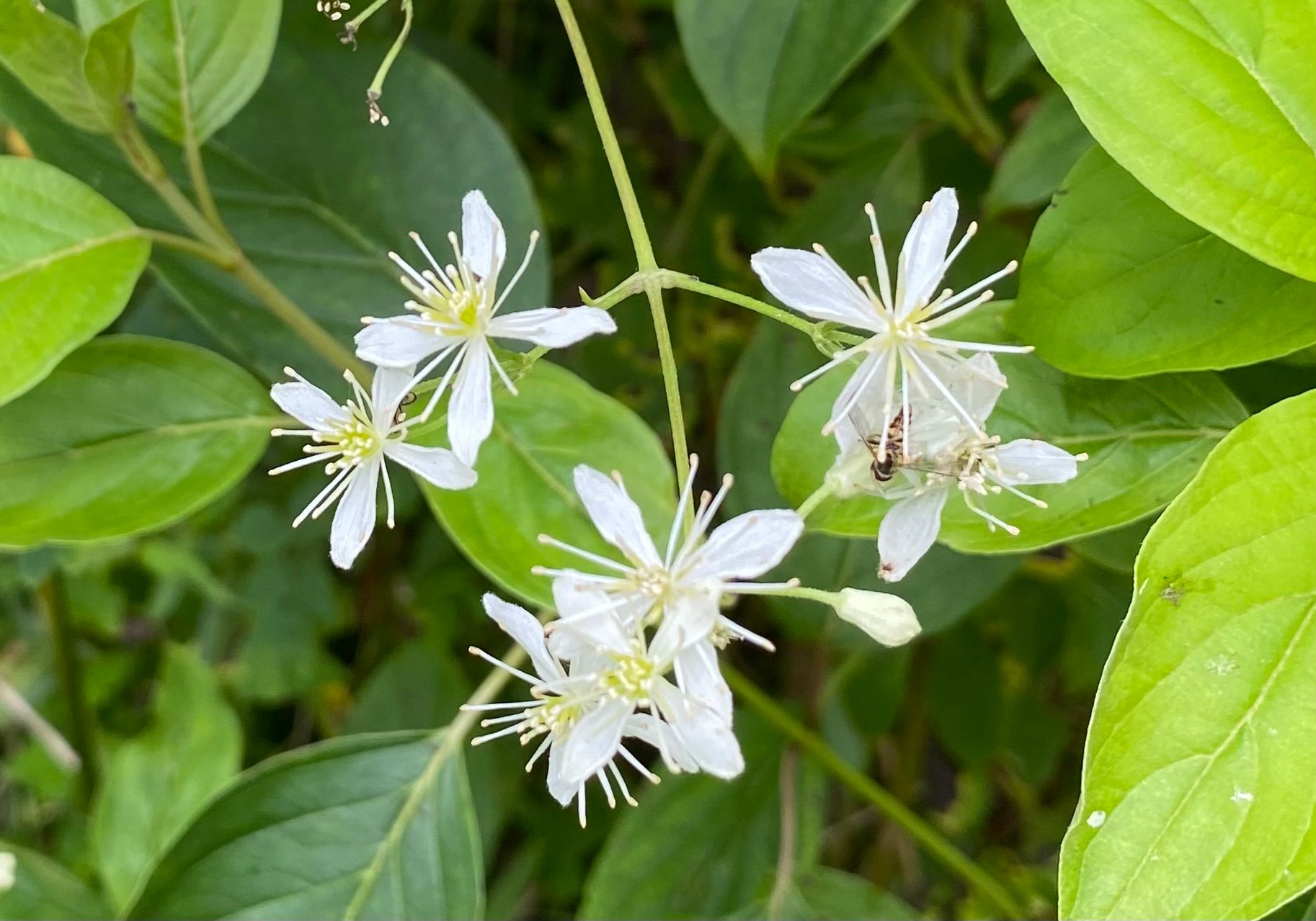 Clematis (*Clematis* (native species))
