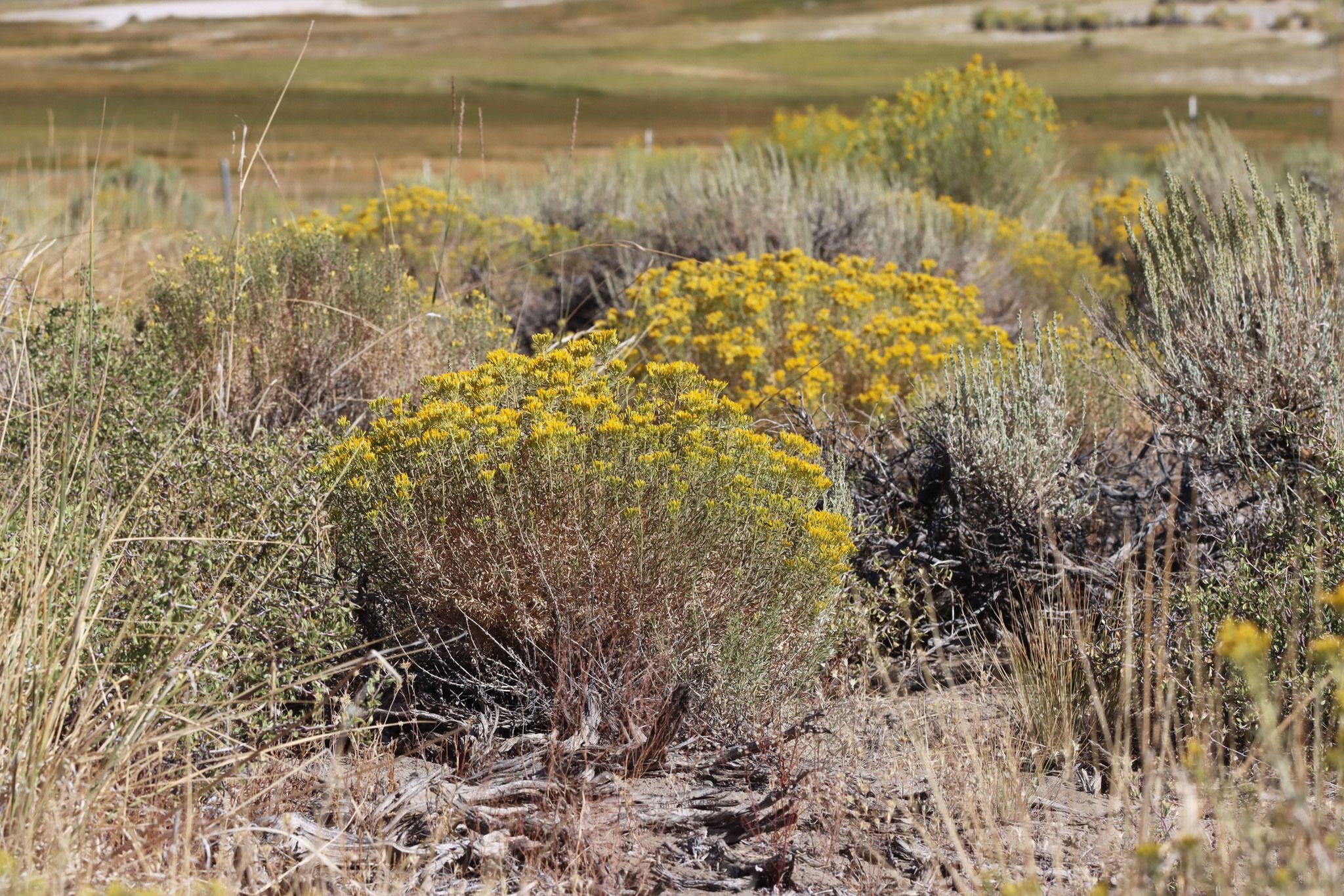 Rabbitbrush (*Ericameria* spp. / *Chrysothamnus* spp.)