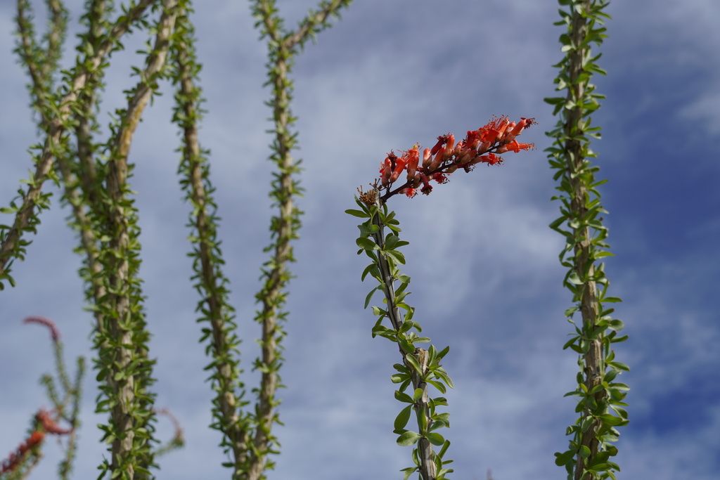 Ocotillo (*Fouquieria* spp.)