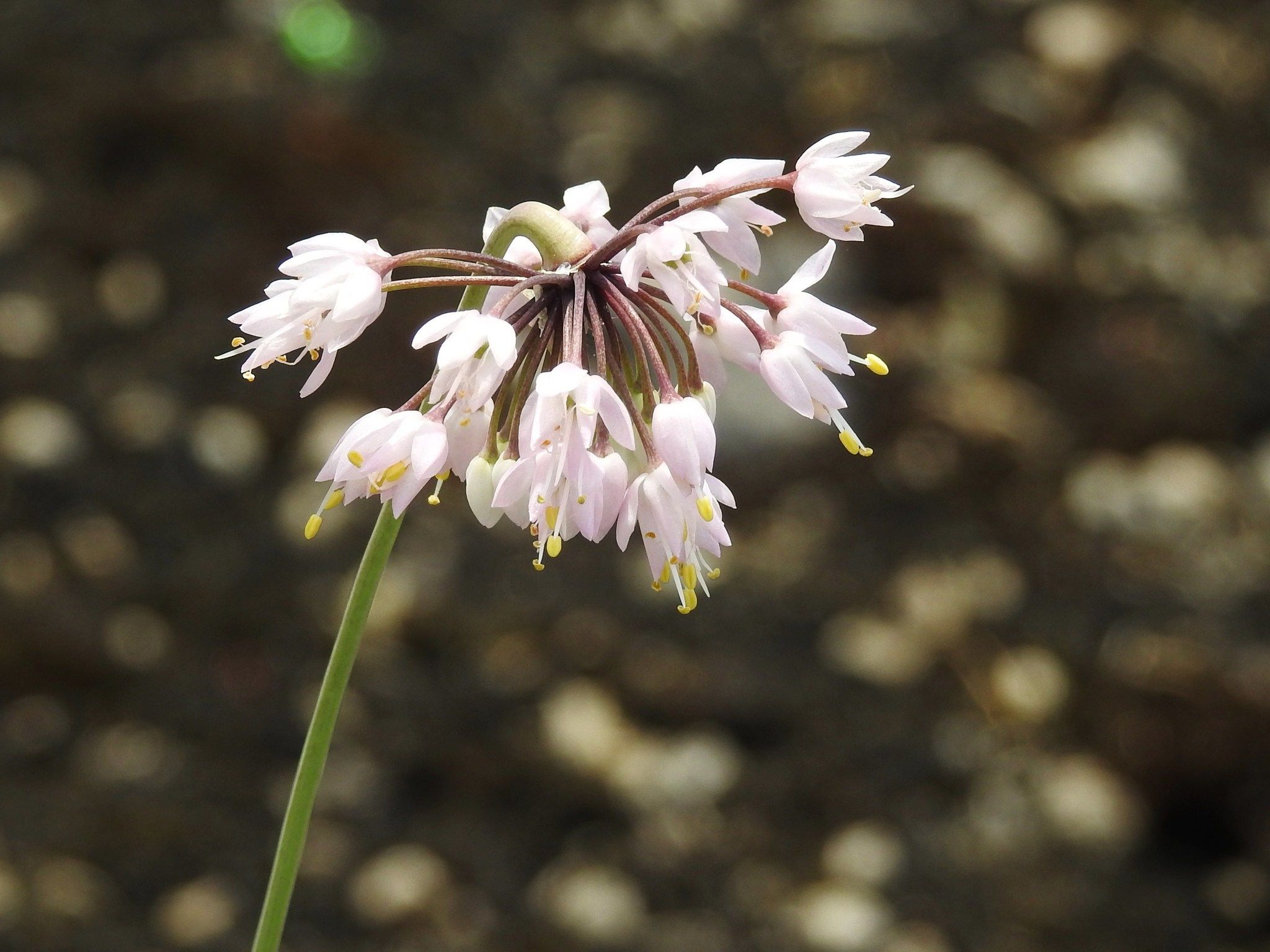 Wild onions (*Allium* (native species))