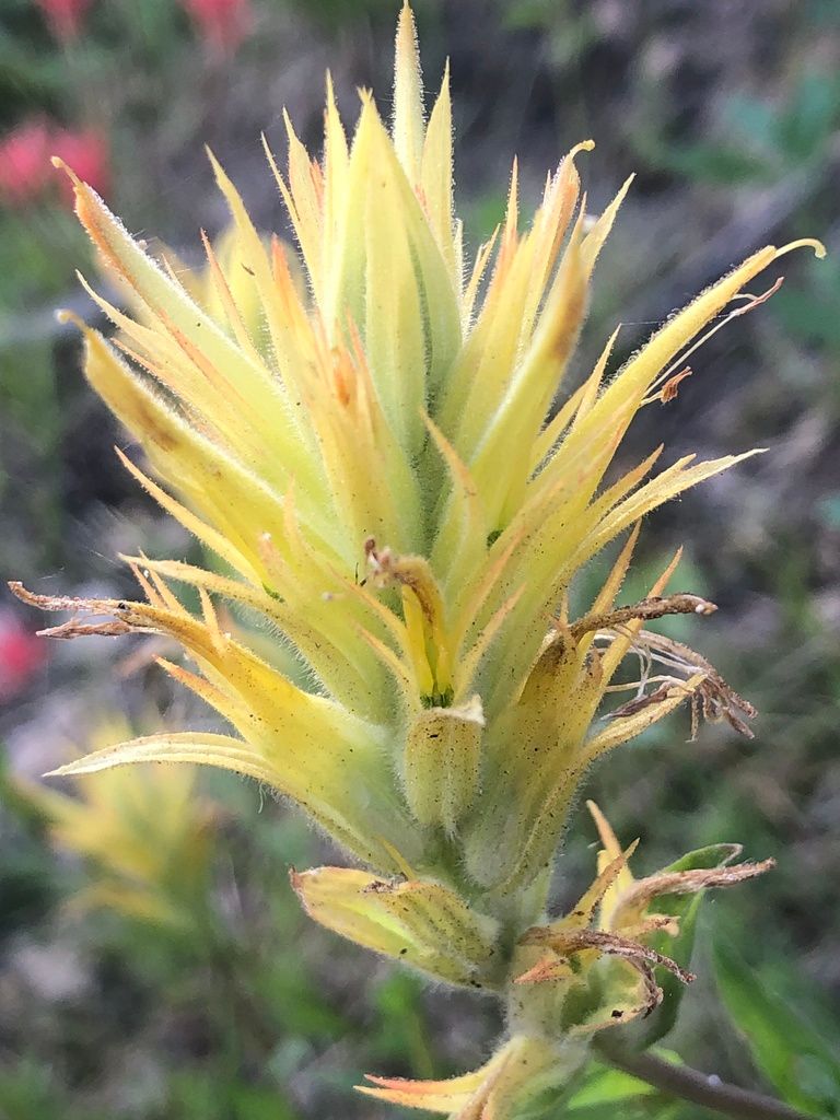 Castillejas (Castilleja spp.)