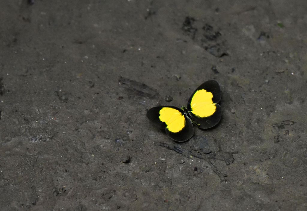 Whites & sulphurs (Family Pieridae)