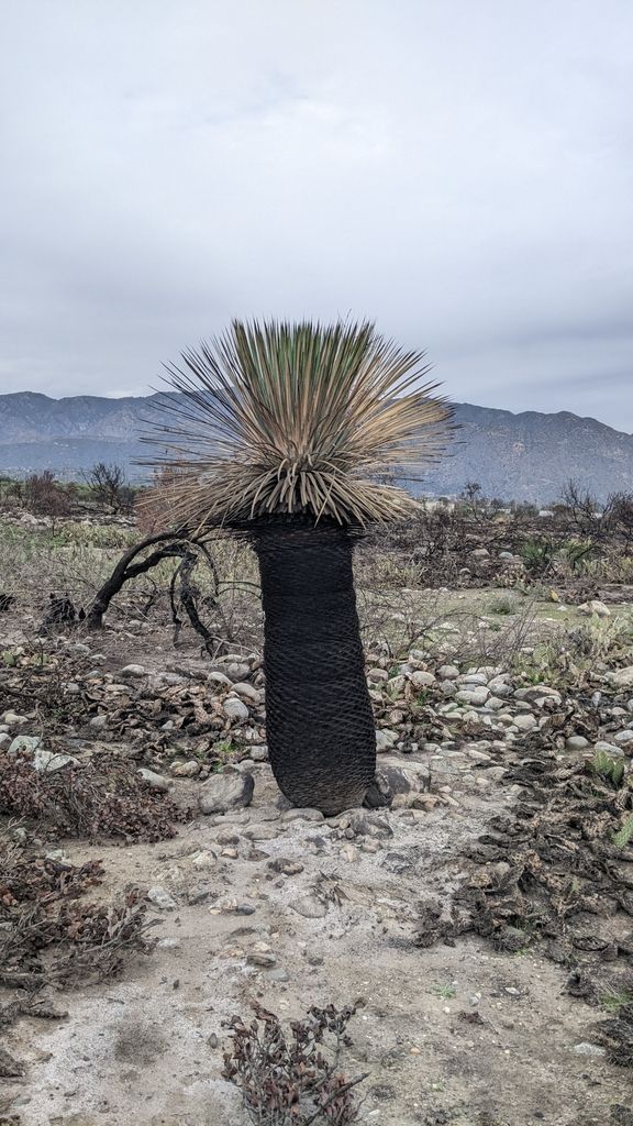 Yucca (Yucca (genus))