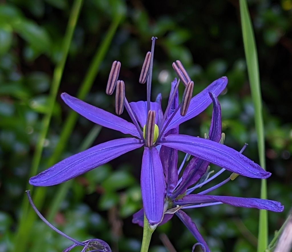 Camas (*Camassia* spp.)