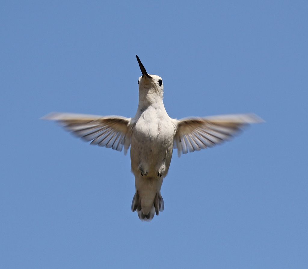 Hummingbirds (Family Trochilidae)