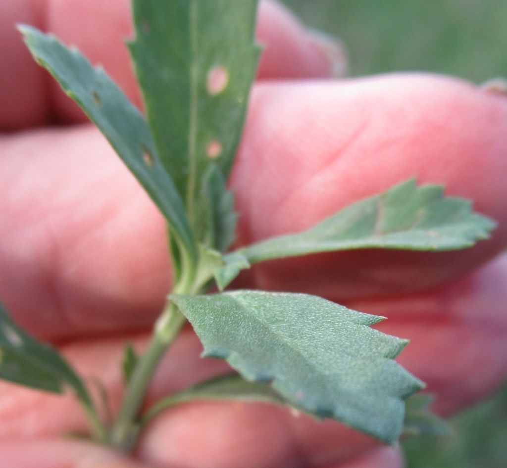 Verbena (Verbena spp.)