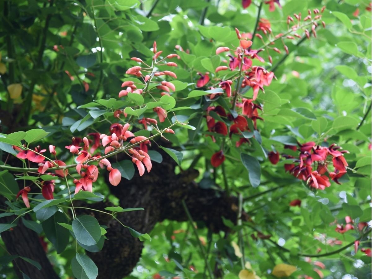 trees-erythrinas-mexico (2).jpg