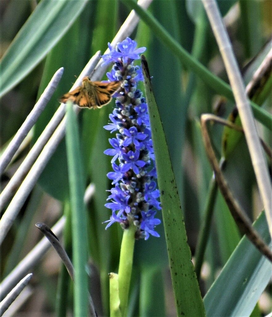 Pickerelweeds (Pontederia spp.)