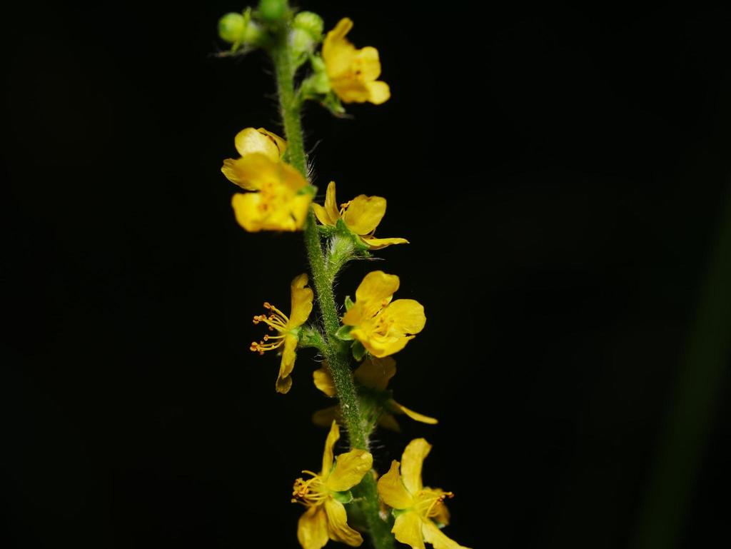 Agrimony (Agrimonia spp.)