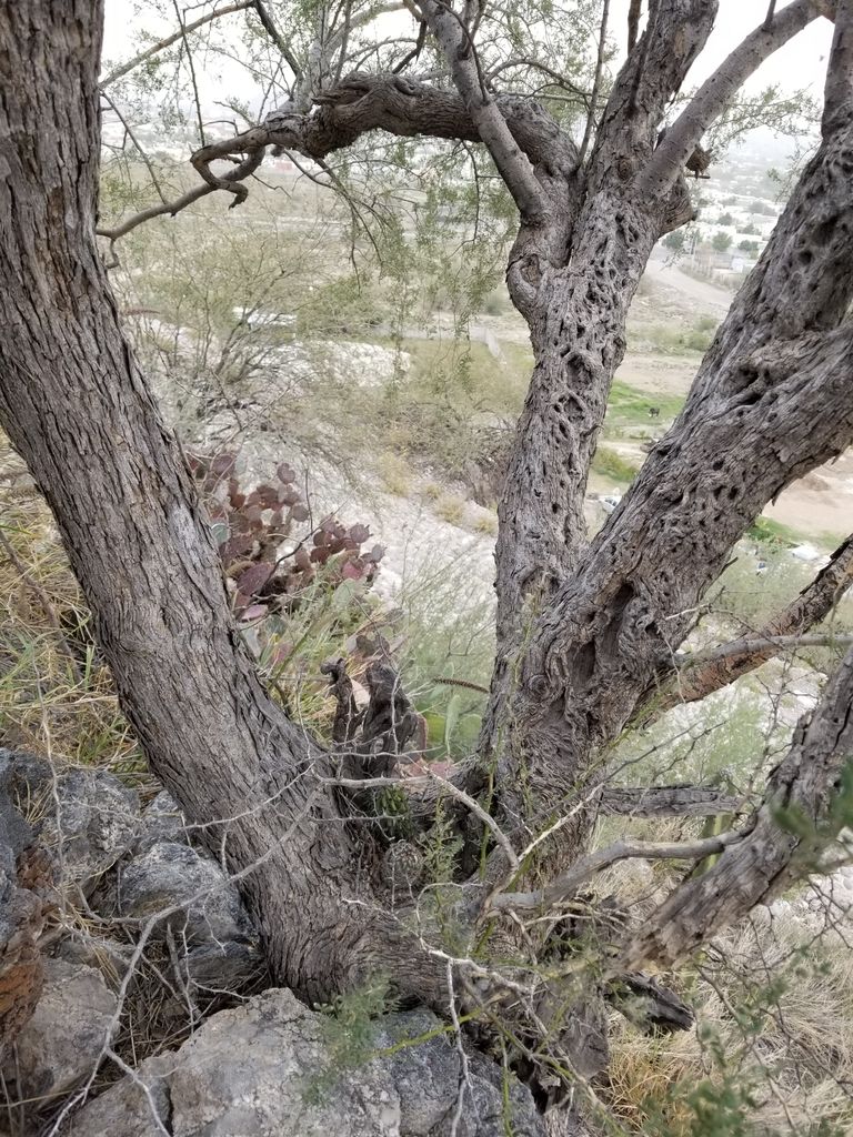 Ironwood (Olneya tesota)