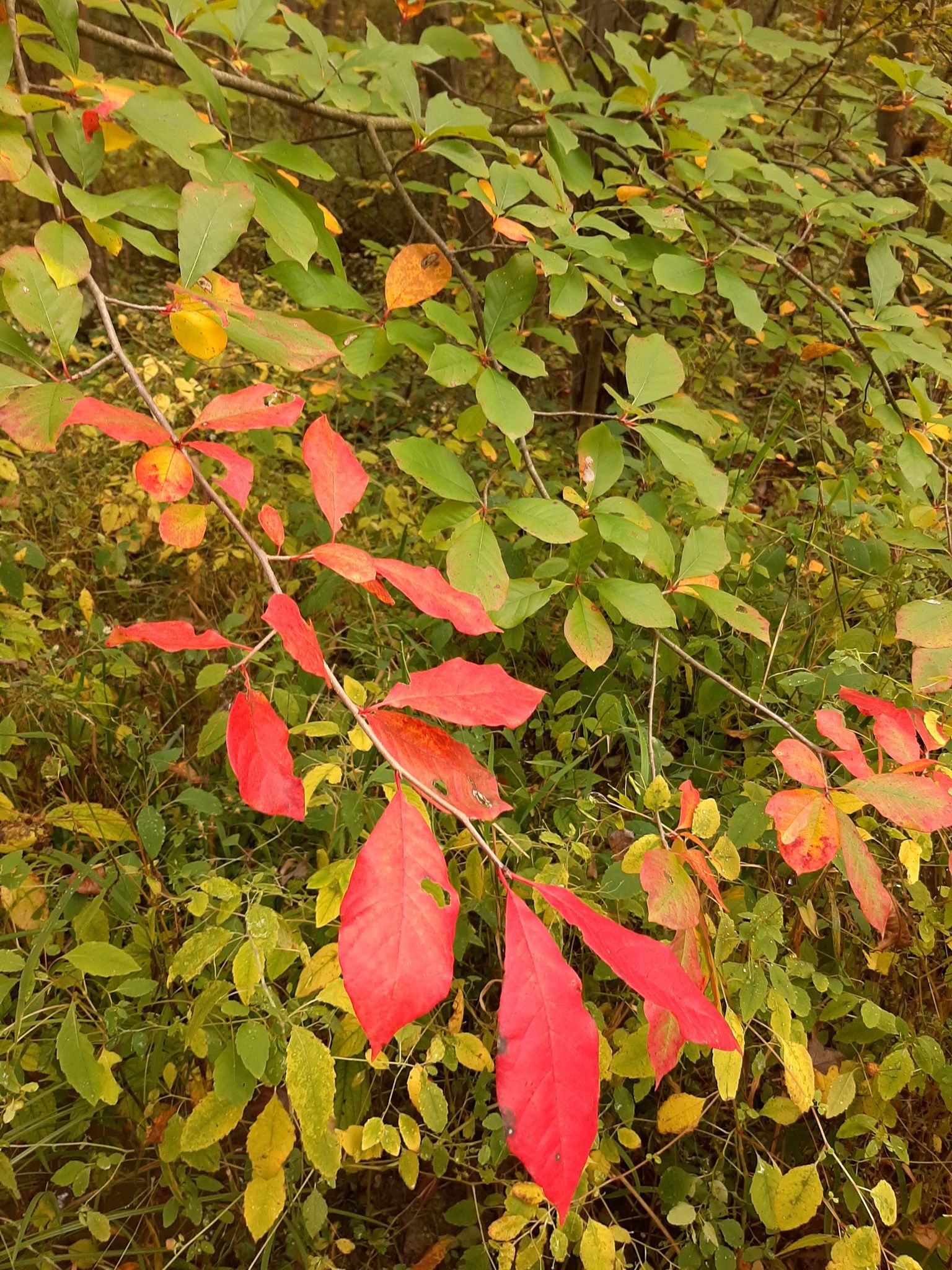 Black tupelo (*Nyssa* spp.)
